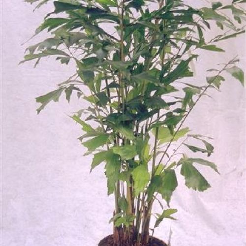 CARYOTA MITIS V. 24 <br/> Piante Verdi da Interno
