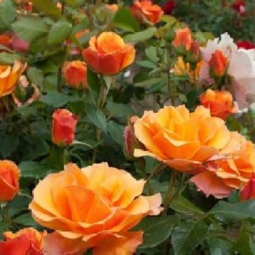 ROSA PAESAGGISTICA TEQUILA 2003 MEIPOMOLO V17 <br/> Piante Fiorite da Giardino