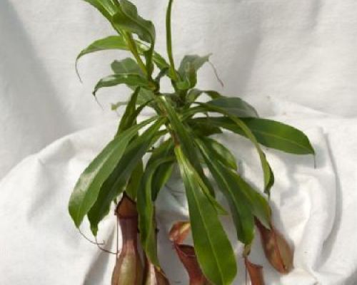 NEPENTHES ALATA V9 CARNIVORA <br/> Piante Verdi da Interno