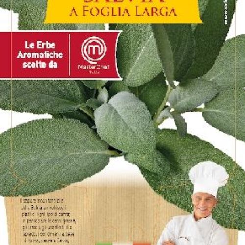 SALVIA FOGLIA LARGA V14 MASTERCHEF <br/> Piante Aromatiche