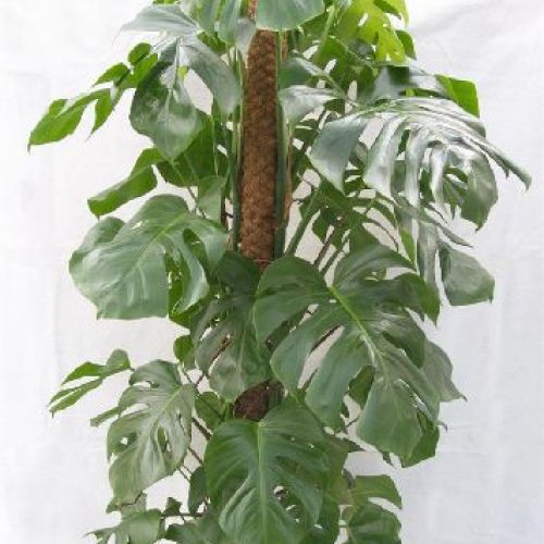 PHILODENDRON  PERTUSUM H.120 <br/> Piante Verdi da Interno