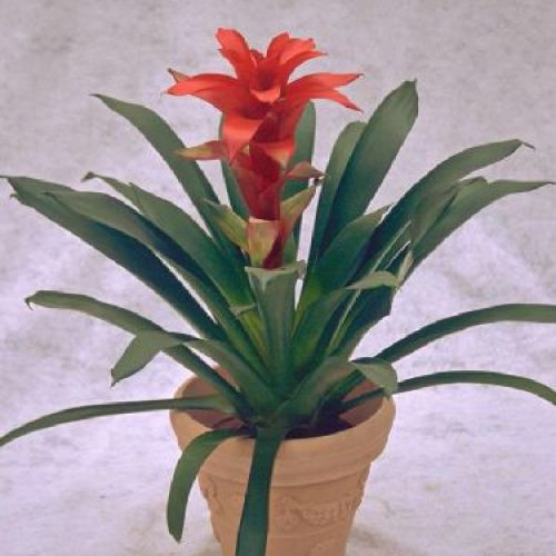 GUZMANIA MIX V12 <br/> Piante Fiorite da Interno