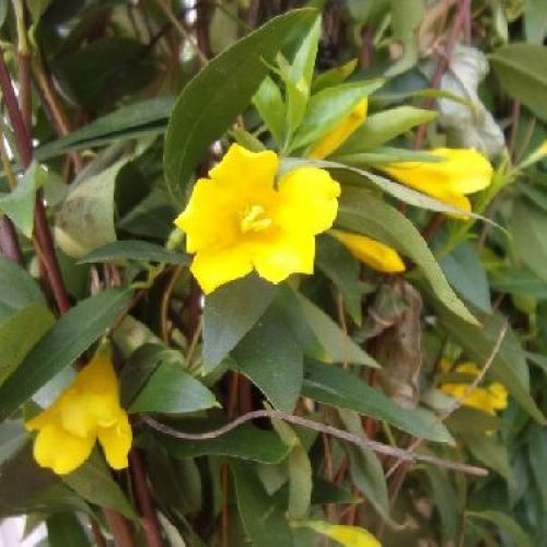 GELSEMIUM SEMPERVIRENS V18 H200 <br/> Piante Rampicanti