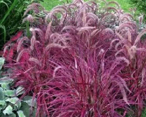 PENNISETUM ADVENA TINY TAILS V19 <br/> Piante Ornamentali