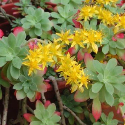 SEDUM PALMERI V10 <br/> Piante Perenni ed Erbacee, Fiori Perenni