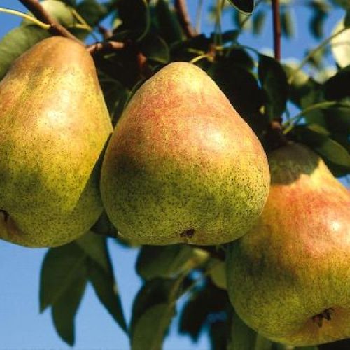 PYRUS COMMUNIS PASSAGRASANA V24 PERA <br/> Piante e Alberi da Frutto