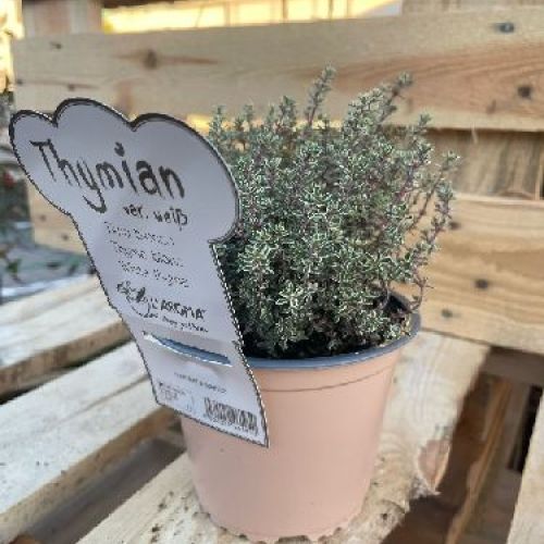 TIMO VARIEGATO BIANCO L'AROMA V14 <br/> Piante Aromatiche