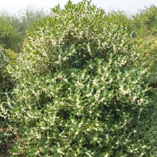 OSMANTHUS FRAGRANS AURANTIACUS V17 <br/> Piante Ornamentali