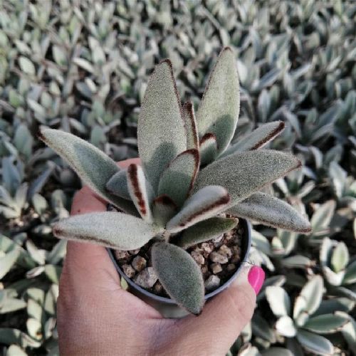 KALANCHOE TOMENTOSA V5 <br/> Piante Grasse