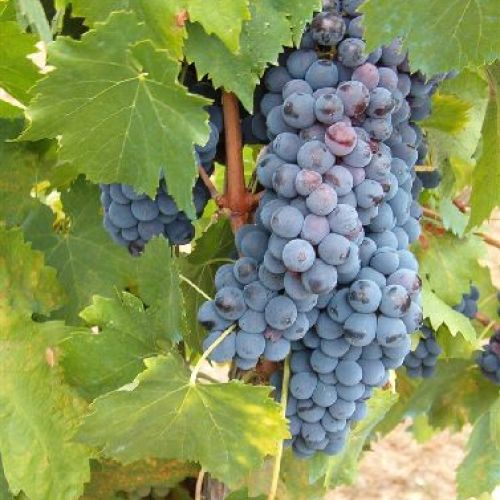 UVA DA TAVOLA APIRENA BIANCA VASO h.150 <br/> Piante e Alberi da Frutto