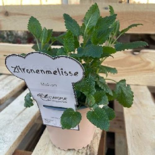 MELISSA L'AROMA v.14 MELISSA OFFICINALIS <br/> Piante Aromatiche