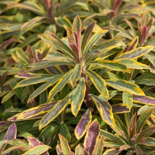 EUPHORBIA ASCOT RAINBOW V17 <br/> Piante Perenni ed Erbacee, Fiori Perenni
