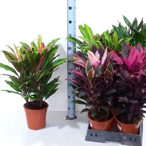 CORDYLINE TERMINALIS V.19 <br/> Piante Verdi da Interno