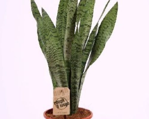 SANSEVERIA ZEYLANICA V.17 <br/> Piante Verdi da Interno