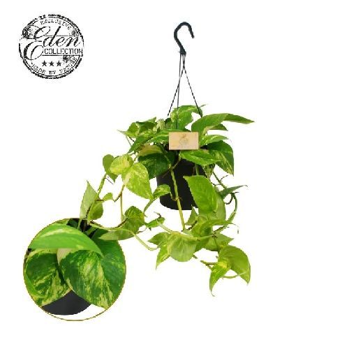 EPIPREMNUM PINNATUM BK17 POTHOS <br/> Piante Verdi da Interno