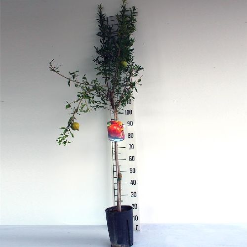 PUNICA GRANATUM ALBERELLO V.24 H.120 MELOGRANO <br/> Piante e Alberi da Frutto