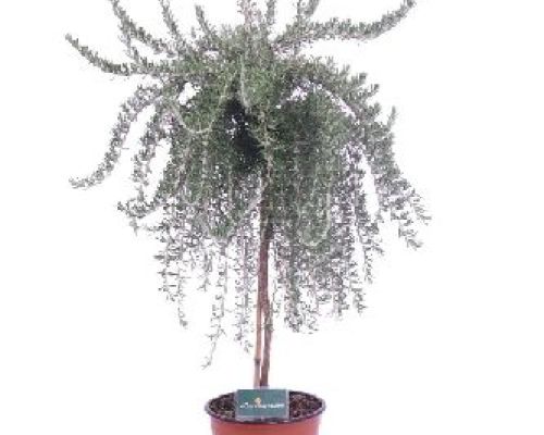 ROSMARINUS OFFICINALE PROSTRATO ALBERELLO  V19 ROSMARINO <br/> Piante Aromatiche
