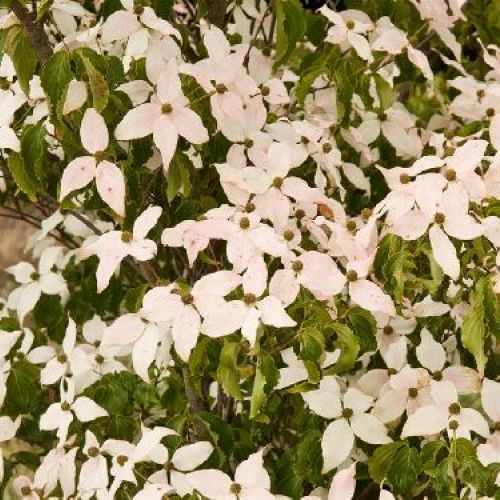 CORNUS RUTGERSENSIS AURORA V25 <br/> Arbusti