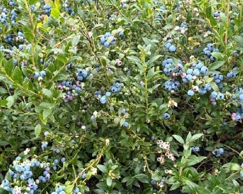 VACCINIUM X ANG. HELLO AGAIN V17 MIRTILLO <br/> Piante e Alberi da Frutto