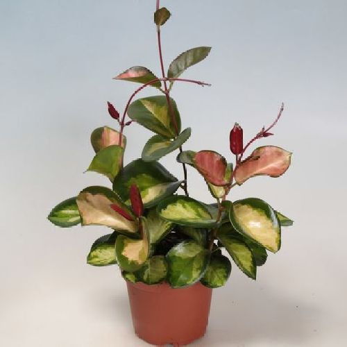HOYA CARNOSA TRICOLOR V12 <br/> Piante Verdi da Interno