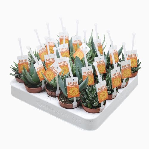 ALOE MIX V6 <br/> Piante Grasse