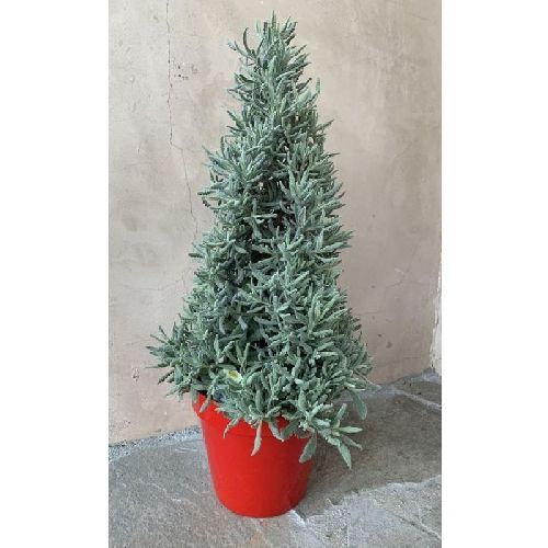 LAVANDULA AUGUSTIFOLIA PIRAMIDE V19 LAVANDA <br/> Piante Aromatiche