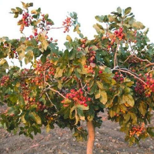 PISTACIA VERA MASCHIO (PISTACCHIO) <br/> Piante e Alberi da Frutto