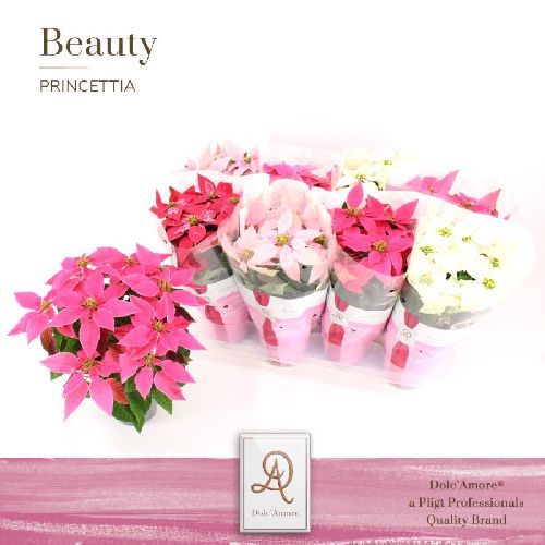 EUPHORBIA PUOCHERRIMA PRINCETTA V14 STELLA DI NATALE <br/> Piante Fiorite da Interno