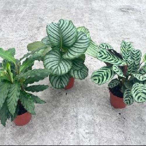 CALATHEA MIX V14 <br/> Piante Verdi da Interno
