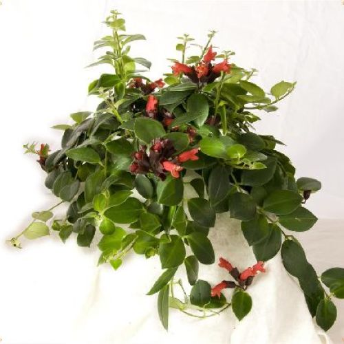 AESCHYNANTHUS V.15 <br/> Piante Fiorite da Interno