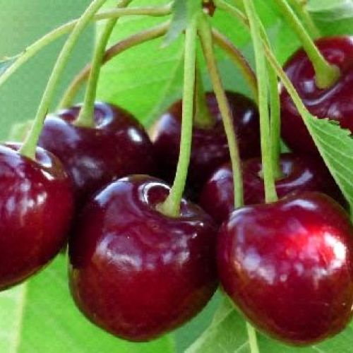 PRUNUS AVIUM BIGARREAU MEREAU V24 CILIEGIO <br/> Piante e Alberi da Frutto