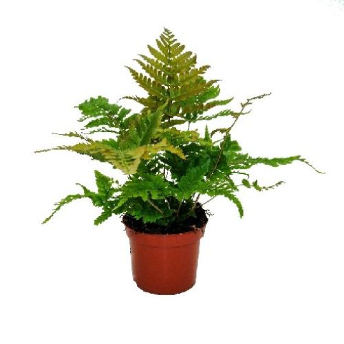DRYOPTERIS ERYTHOSORA V14 <br/> Piante Perenni ed Erbacee, Fiori Perenni