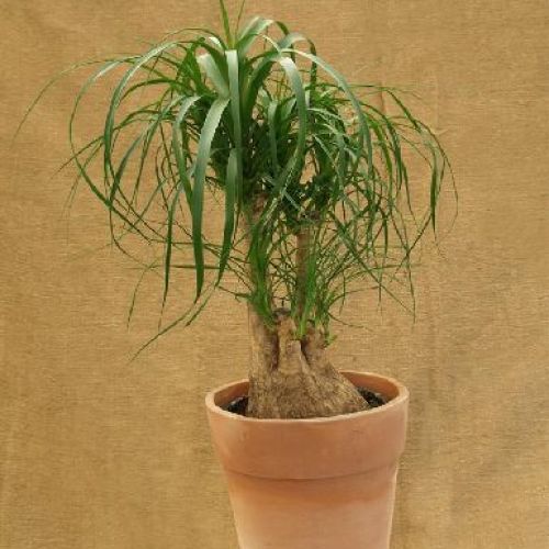 BEAUCARNEA RECURVATA V.27 <br/> Piante Verdi da Interno