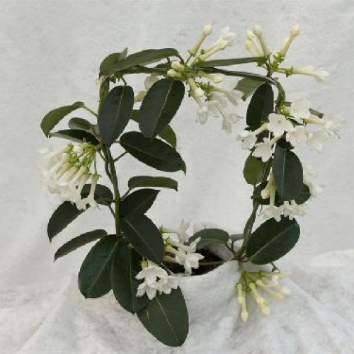 STEPHANOTIS FLORIBUNDA v.12 <br/> Piante Fiorite da Interno