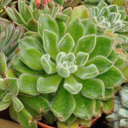 ECHEVERIA RUBRA V10 <br/> Piante Grasse