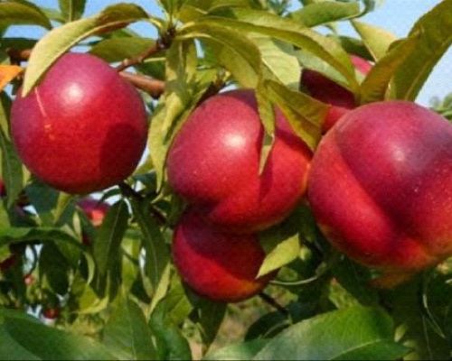 PRUNUS PERSICA VENUS V24 PESCA NETTARINA <br/> Piante e Alberi da Frutto