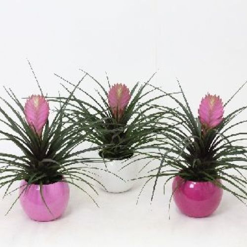 TILLANDSIA ANITA V12 <br/> Piante Fiorite da Interno