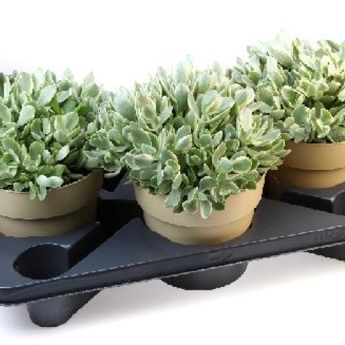 CRASSULA MONEY MAKER V17 <br/> Piante Grasse