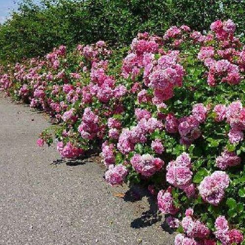 ROSA PAESAGGISTICA LES QUATRE SAISONS V17 <br/> Piante Fiorite da Giardino