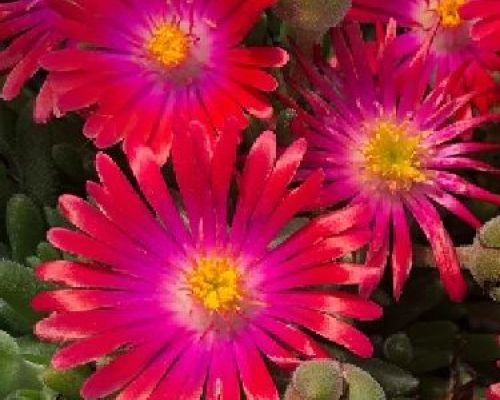 DELOSPERMA JOD V18 <br/> Piante Perenni ed Erbacee, Fiori Perenni