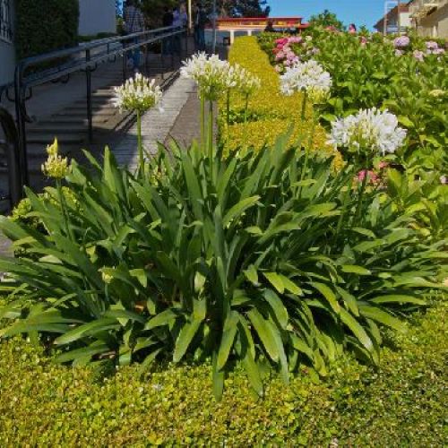 AGAPANTHUS UMBRELLATUS PITCHONE BLUE V19 <br/> Piante Fiorite da Giardino