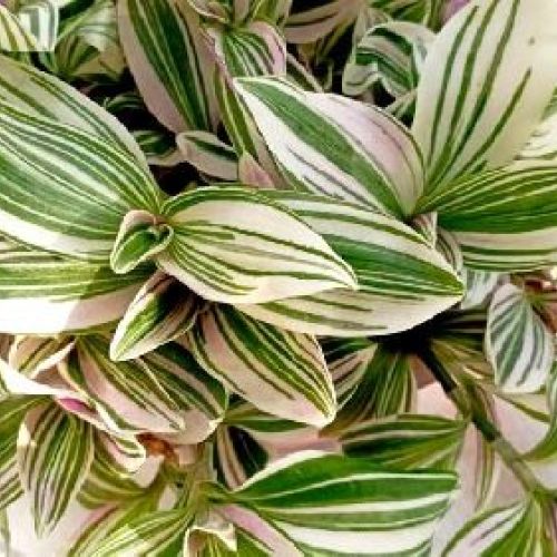 TRADESCANTIA UNICORN LILAC V7 <br/> Piante Verdi da Interno