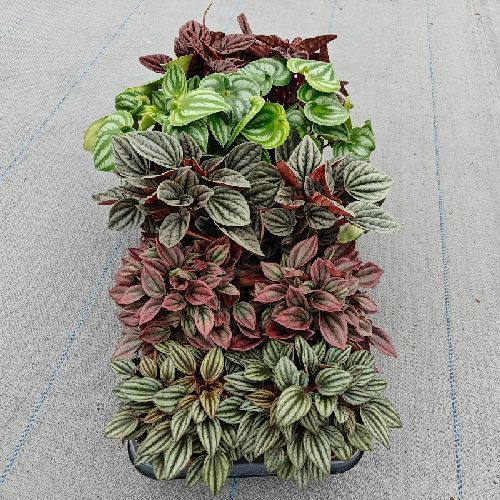PEPEROMIA MIX V.12 <br/> Piante Verdi da Interno