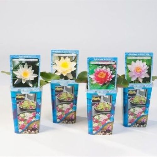 NYMPHAEA MIX V12 <br/> Piante Perenni ed Erbacee, Fiori Perenni