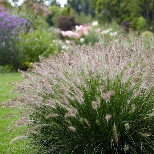 PENNISETUM ALOPECUROIDES ROSA V14 <br/> Piante Perenni ed Erbacee, Fiori Perenni