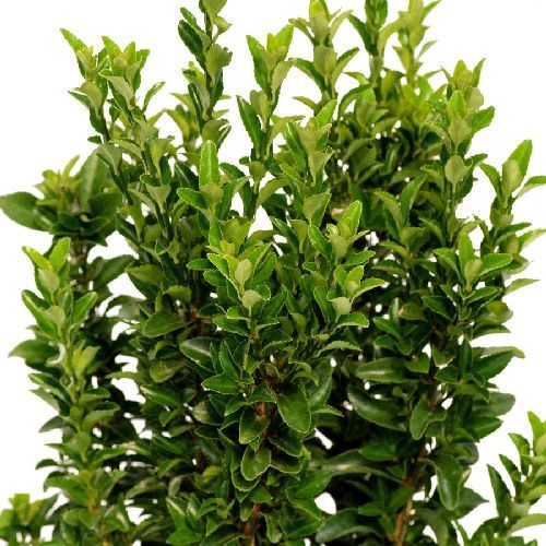 EUONYMUS JAPONICUS JEAN HUGUES V17 <br/> Arbusti