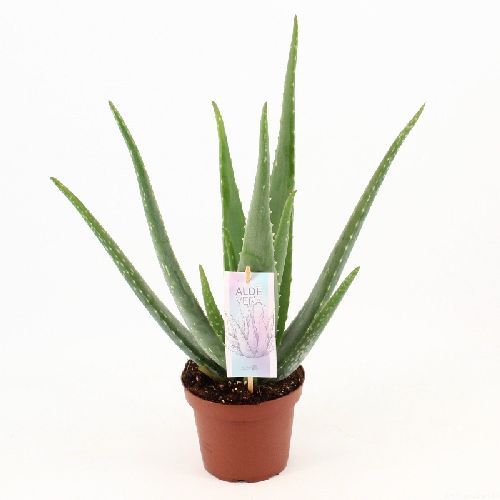 ALOE VERA V.14 <br/> Piante Grasse