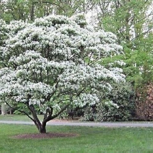 CHIONANTHUS RETUSUS V30 <br/> Piante Fiorite da Giardino