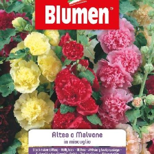Blumen giardino fiori Altea o malvone mix <br/> Semi da Fiore