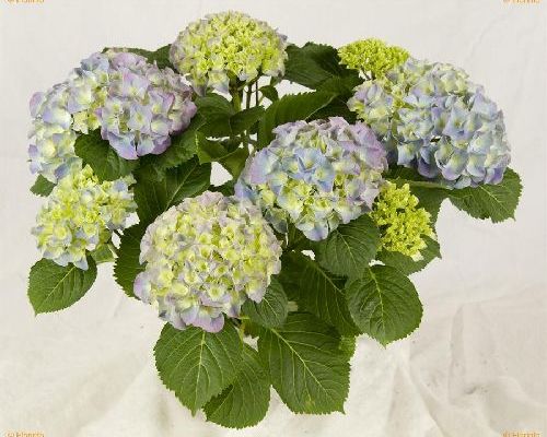 HYDRANGEA MACROPHYLLA V20 ORTENSIA <br/> Piante Fiorite da Giardino